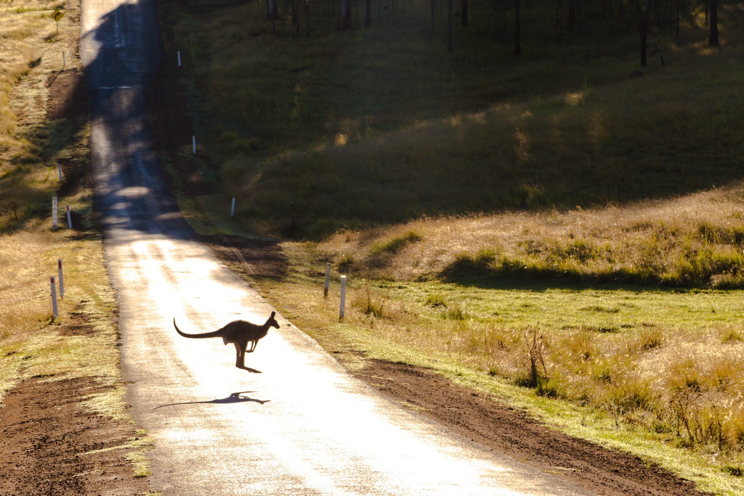 Photo of a Kangaroo on Road (best ocr tool in australia)